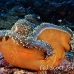 anemonefish_pink_lk_h_0705_png1161.jpg